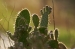 cactus.jpg