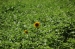 Nome del file=girasol.jpg
Dimensione del file=472KiB
Dimensioni=700x465
Aggiunta il=17 Giu 2010 girasol.jpg