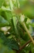 Nome del file=mantid.jpg
Dimensione del file=264KiB
Dimensioni=466x700
Aggiunta il=20 Lug 2010 mantid.jpg