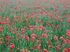 DSCF2449_web.jpg