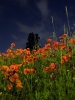 DSCF2503_web.jpg