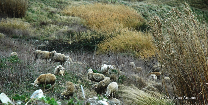 Clicca per vedere l'immagine alla massima grandezza