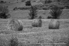 DSC_8568.jpg