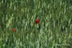 grano_verde.jpg