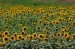 Campo_di_girasoli.JPG