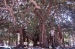 Nome del file=L'albero_millenario_a_Palermo.JPG
Dimensione del file=237KiB
Dimensioni=903x600
Aggiunta il=16 Ago 2009 L'albero_millenario_a_Palermo.JPG