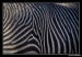 zebra~0.jpg