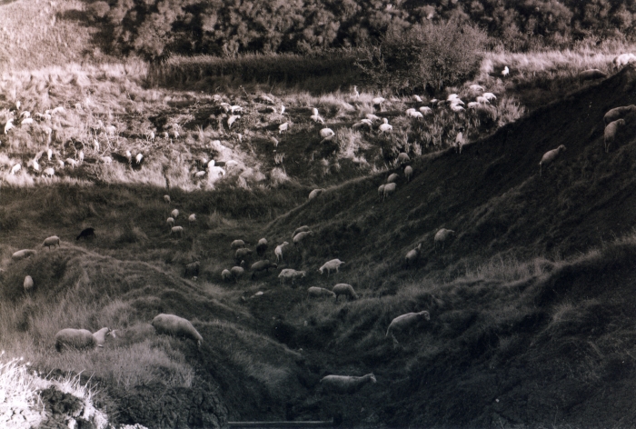 Clicca per vedere l'immagine alla massima grandezza