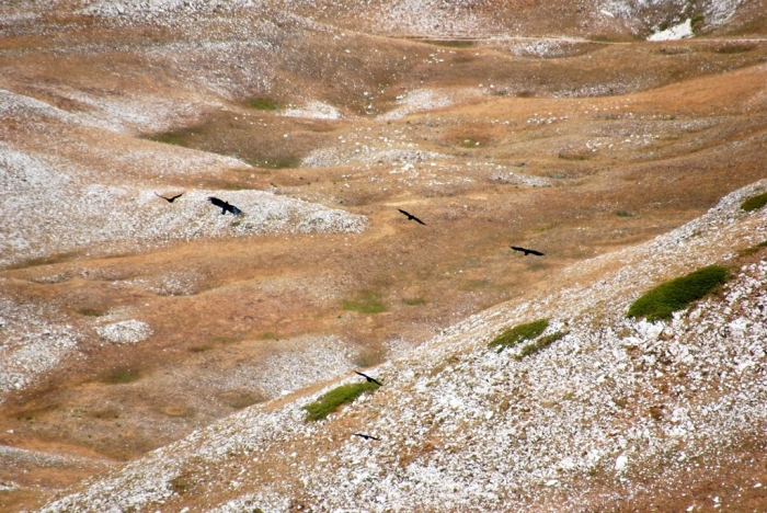 Clicca per vedere l'immagine alla massima grandezza