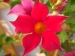 Red_var_Sunmandecrim_Mandevilla_sanderi_hybride.jpg